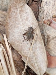 Loxoblemmus appendicularis