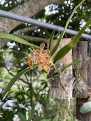 Trichoglottis luchuensis