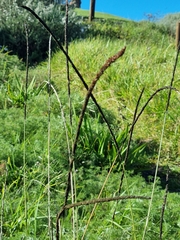 Typha capensis