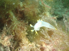 Polycera kernowensis