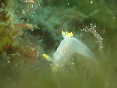 Polycera kernowensis