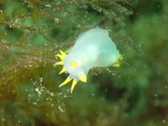 Polycera kernowensis