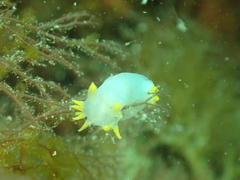 Polycera kernowensis