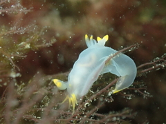 Polycera kernowensis