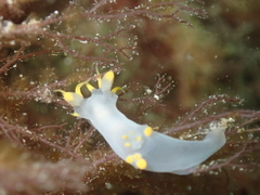 Polycera kernowensis