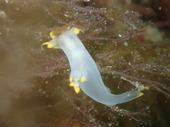 Polycera kernowensis