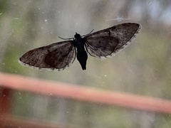 Eupithecia subfumosa
