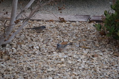 Junco hyemalis mearnsi