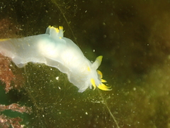 Polycera kernowensis