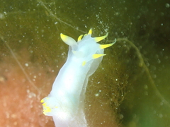 Polycera kernowensis