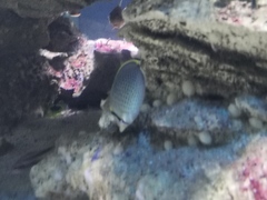 Chaetodon guttatissimus