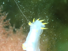 Polycera kernowensis