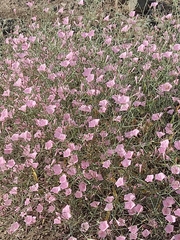Convolvulus dorycnium