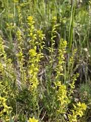 Euphorbia cyparissias