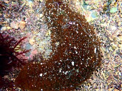 Actinopyga echinites