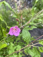 Oenothera rosea