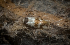 Antipterna trilicella