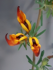 Mirbelieae
