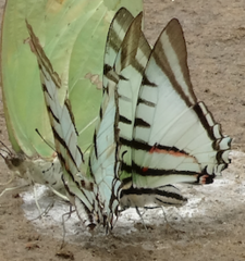 Neographium agesilaus