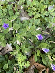 Vinca major