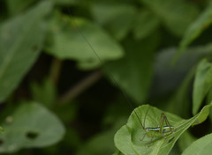 Conocephalus gigantius