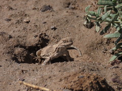 Phrynocephalus persicus