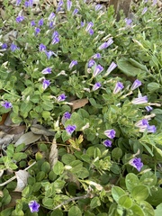 Vinca major