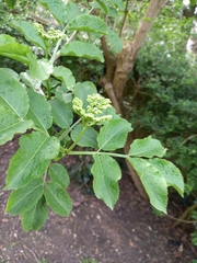 Sambucus nigra