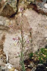 Boechera retrofracta