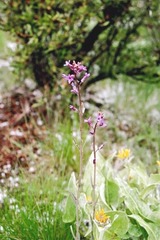 Boechera sparsiflora