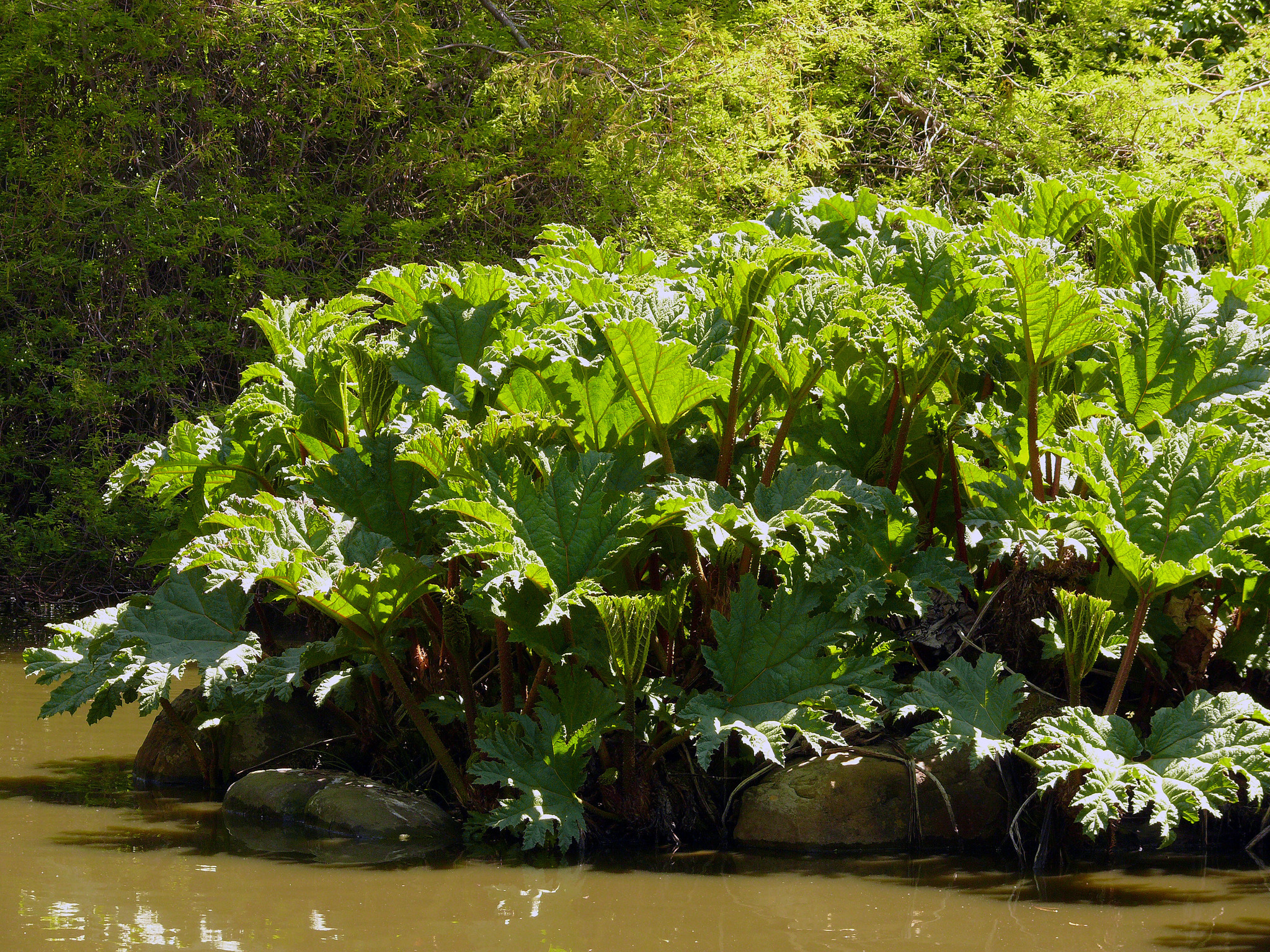 Gunnera tinctoria