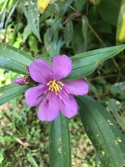 Melastoma malabathricum