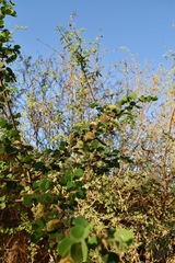 Microlobius foetidus