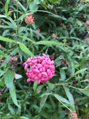 Arachnothryx leucophylla