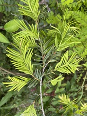Taxus chinensis