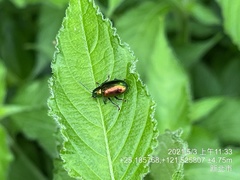 Chalcolema cylindrica