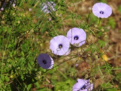 Ipomoea ternifolia