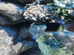 Chaetodon blackburnii