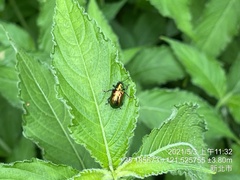 Chalcolema cylindrica