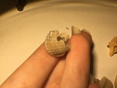 Nassarius conoidalis