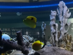 Chaetodon interruptus