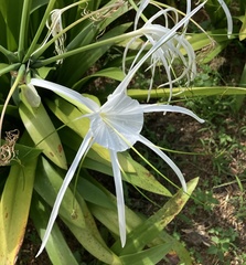 Hymenocallis