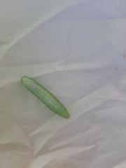 Lepidoptera