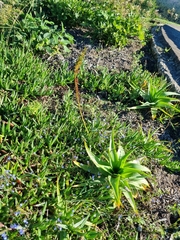 Bulbine latifolia latifolia