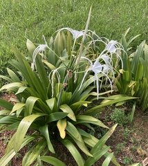 Hymenocallis