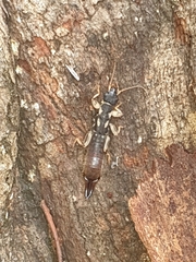 Pygidicranidae