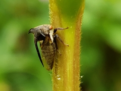 Centrotus