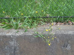 Picris japonica
