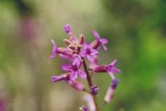 Boechera sparsiflora