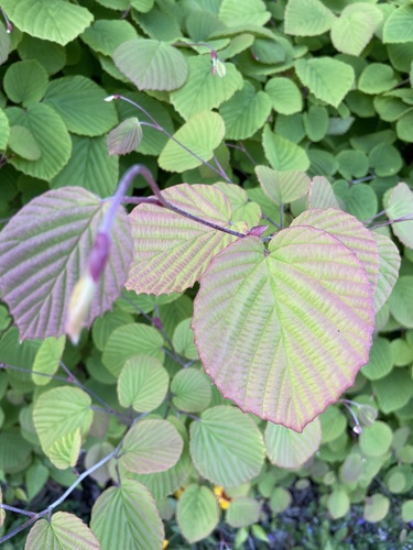 Corylopsis spicata observed 2021-05-03